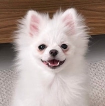 “猿期”真っ只中だったポメラニアンの子犬　2才の現在、ふわふわな姿に成長した変化にキュン！