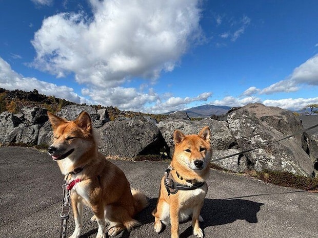 お出かけを楽しむなのちゃん、まろちゃん