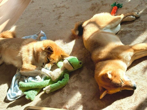 穏やかな時間を過ごすなのちゃん、まろちゃん