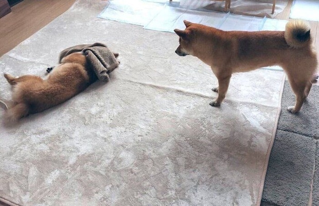 なのちゃんを見つめるまろちゃん