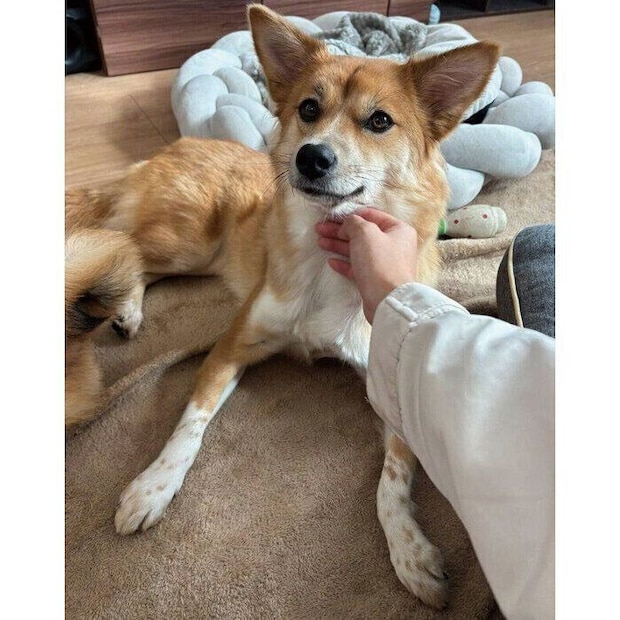 まったりするなのちゃん