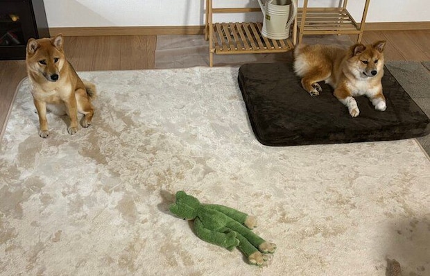 先住犬・まろちゃんと、トライアル中だったころのなのちゃん