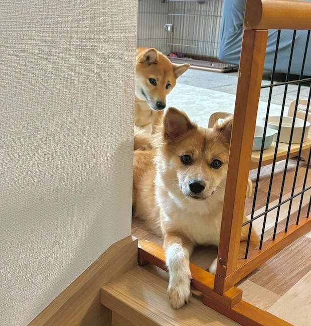 仲良くじーっと見てくるなのちゃん、まろちゃん