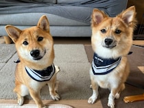 「生い立ちがわからない」元保護犬　先住犬と過ごした1年で“安心できる居場所”を見つけ、家族の一員に