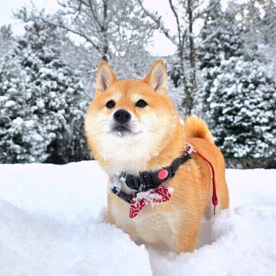 雪と戯れる福ちゃん