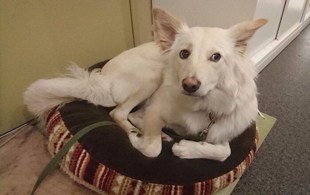 生後9カ月頃の瑞鶴ちゃん オトナっぽくなってきた