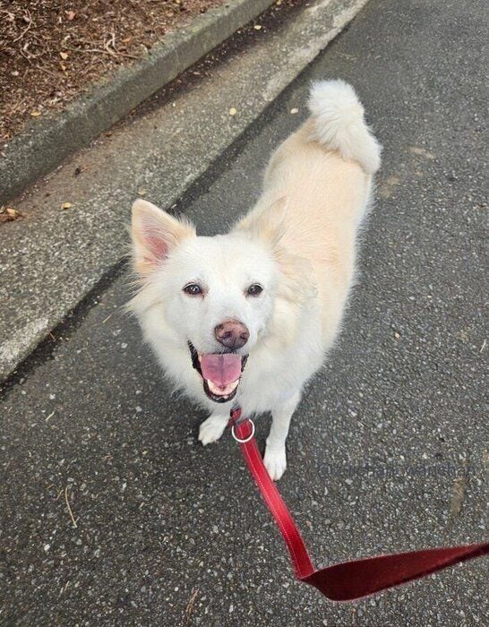 散歩中の瑞鶴ちゃん とっても楽しそうな様子が伝わってくる