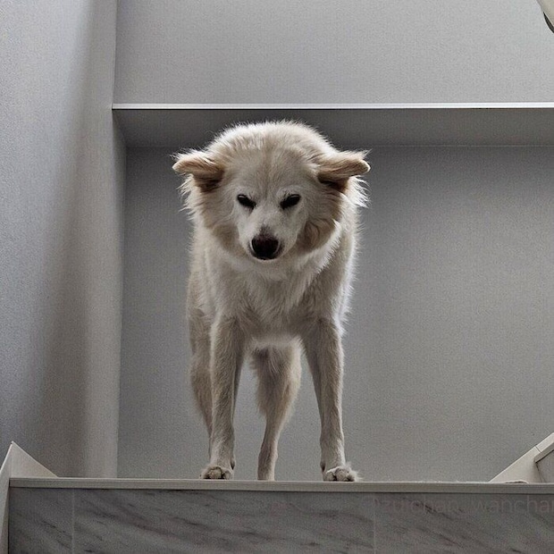 飼い主さんに気が付いて伸びをする瑞鶴ちゃん