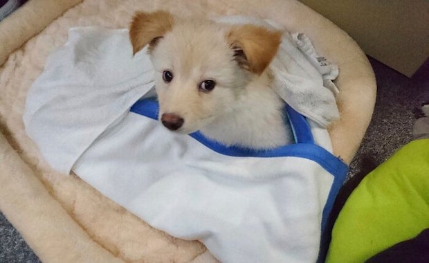 お迎えした頃の瑞鶴ちゃんの様子(生後4カ月頃撮影)