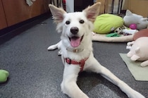 「しつけはそう簡単にはいかなかった」元保護子犬と根気強く向き合い続けて結ばれた“深い絆”に心温まる