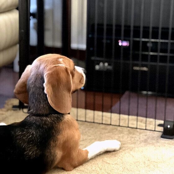 愛犬がストーブやヒーターの前で寝たがる時の対策は？ 犬と暮らす家で暖房器具を使う際の注意点 いぬのきもち