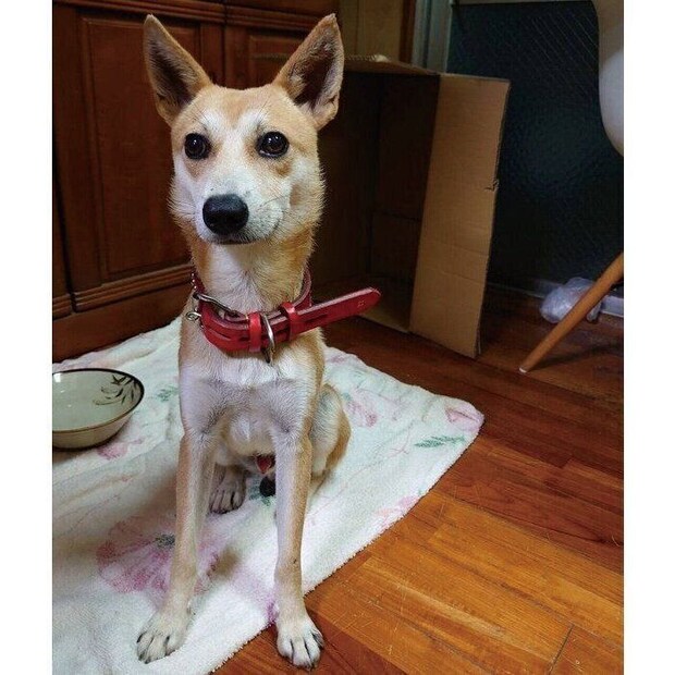 お迎え直後のアキラくん