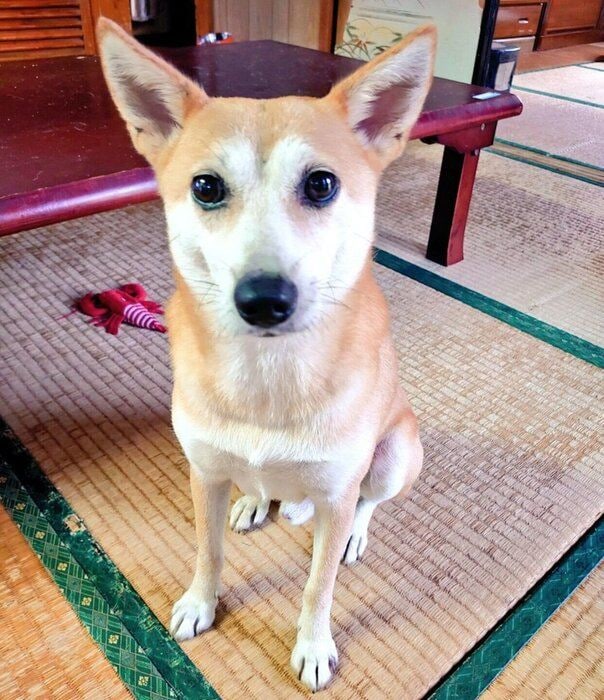 見つめるアキラくん