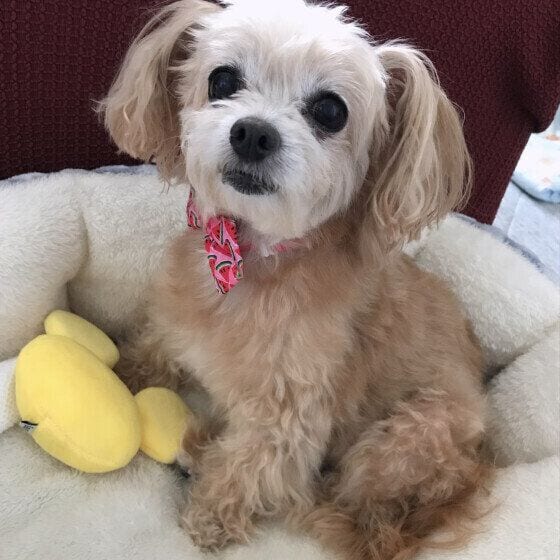 ミックス犬のまろんちゃん