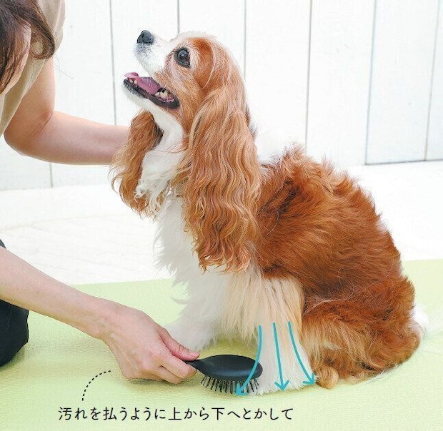 足先にブラシをかけられる犬
