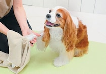 犬のお手入れの疑問を解決　汚れが落ちきらないときはどうすれば？