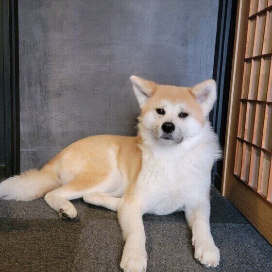 秋田のゆずちゃん