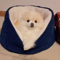 犬の抜け毛、掃除してもすぐ部屋が毛だらけ…？　“今日からできる解決法”を解説！