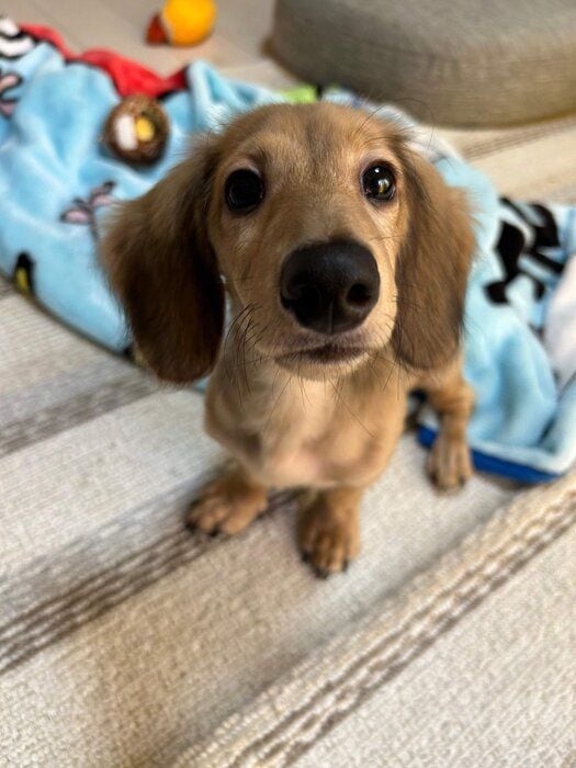 飼い主さんのおうちに来た頃のダックスフンド(生後5ヵ月)