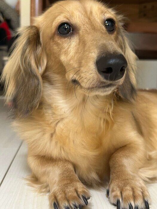 成長したダックスフンド(1才1ヵ月)