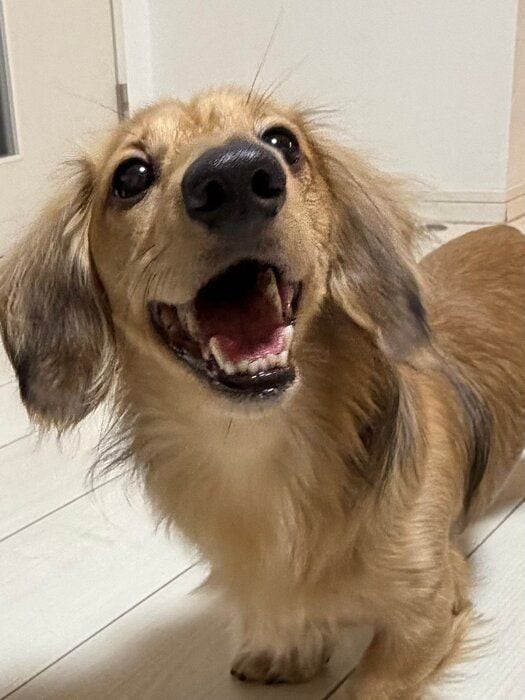 夜のお散歩にでかける前のダックスフンド