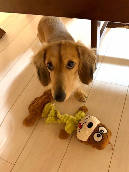 「遊ぼう」と飼い主さんを誘っている様子のダックスフンド