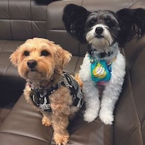 「犬の多頭飼い」から分かる犬の習性とは？