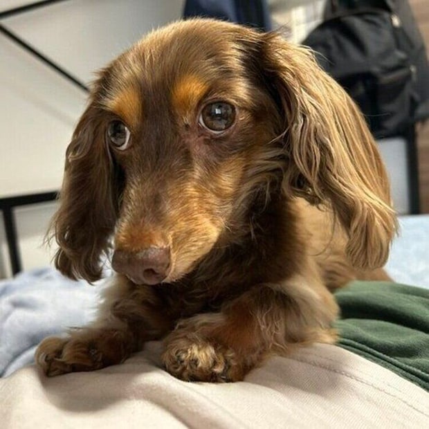 甘えたそうなちるくん