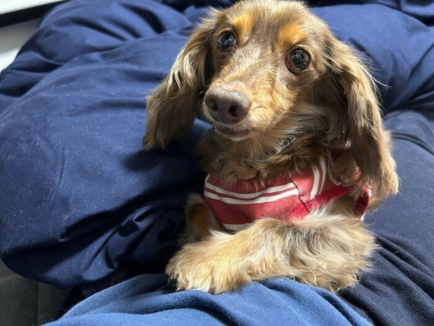 飼い主さんのひざにのるちるくん