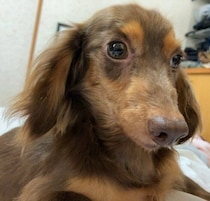 2年前に迎え入れた保護犬のダックス→不安そうだった表情がやわらかく変化し、飼い主さんが大好きなコに成長していた！