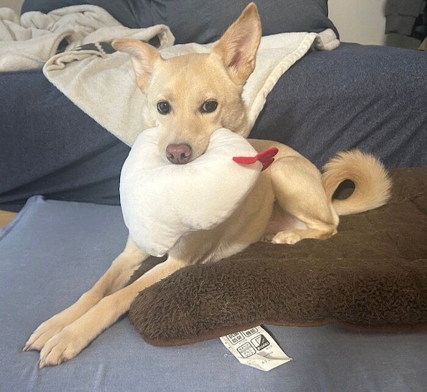 「追いかけられ待ち」をするみらいくん