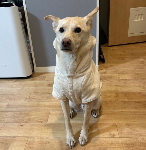 さつまいもが蒸されるのを静かに待つみらいくん