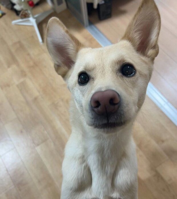 さつまいもを待つみらいくん