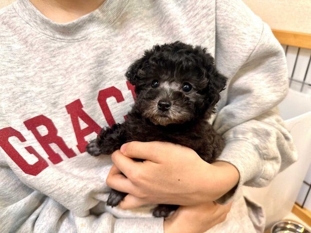 子犬時代のエマちゃん 小さな体と黒い被毛がかわいらしい