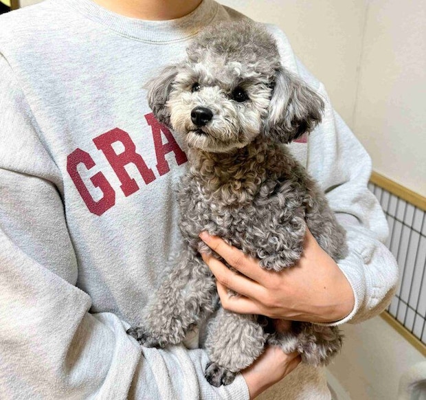 約1年後のエマちゃん 飼い主さんによると「かわいいお顔とコロっとしたフォルム」が魅力なのだとか