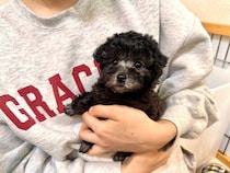 「1年でこんなにも色が変わるんですね」驚きの声が集まった愛犬→犬の毛色が変わる理由を獣医師に聞いた！