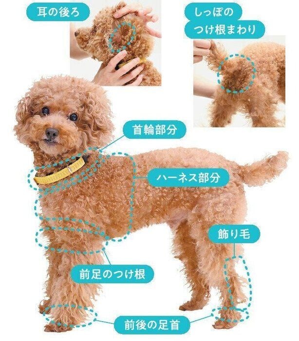 犬の毛玉ができやすい箇所