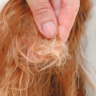 毛玉にトリートメントをつけられている犬