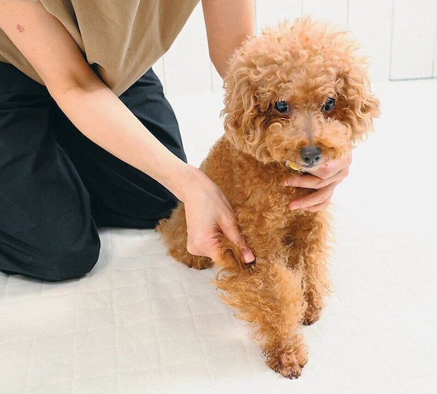 トリートメントをもみこまれる犬