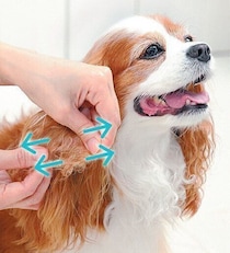 犬の毛玉はどこにできやすい？　よくある疑問と解決策をわかりやすく解説