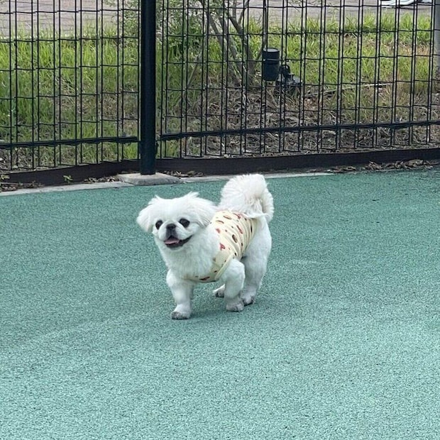 現在のドッグランでの様子　うにちゃんは「人なつっこい性格」なのだとか