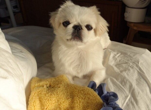 「家族になり今日で1年です」として投稿された1枚　手前にあるのは「お気に入りのおもちゃ」なのだとか