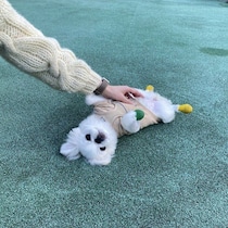 初ドッグランで堂々とヘソ天した生後6か月ペキニーズ子犬が話題に！お迎えから1年経った現在の様子は？