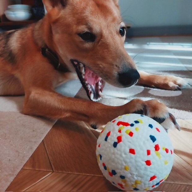 口を大きく開ける犬