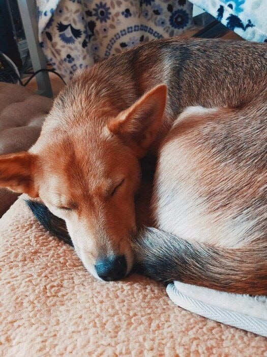 走り疲れて眠る犬