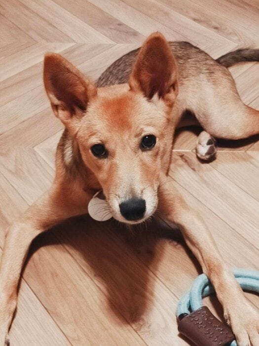 お迎え当日の犬(生後7ヵ月)