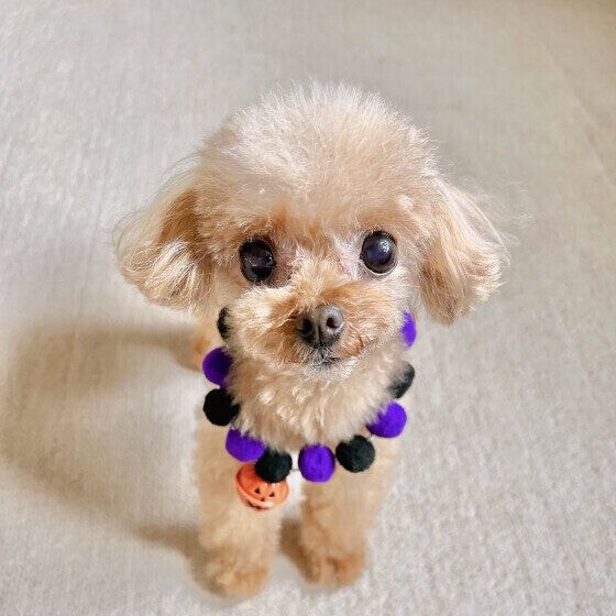 カメラ目線がとっても可愛い