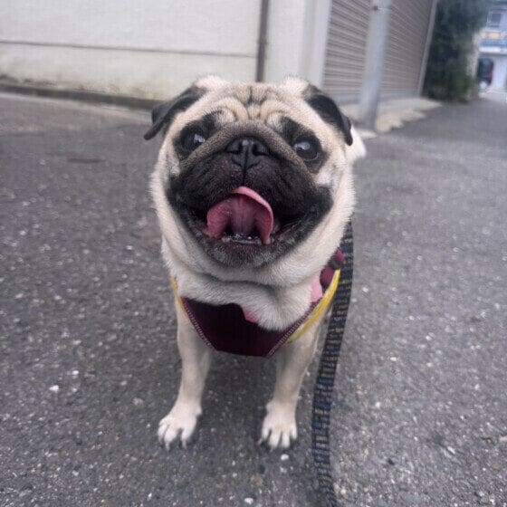 お散歩中のワンちゃん