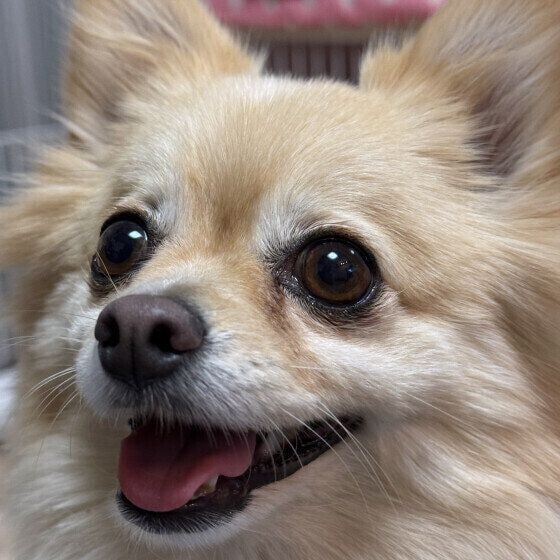 笑顔のワンちゃん