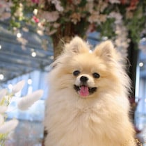 犬が食べると危険な調味料 　犬に塩分・香辛料・アルコールを与えてはいけない理由は？